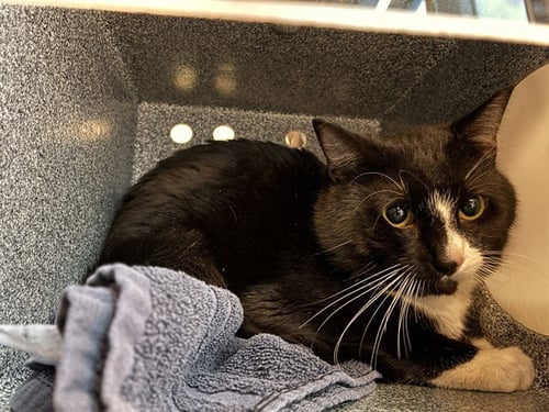 ANUBIS - Domestic Short Hair available for adoption
