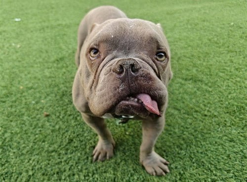 CASPER - French Bulldog available for adoption