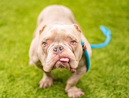 CASPER - French Bulldog available for adoption