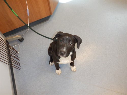 ADA - Pit Bull Terrier / Boxer available for adoption