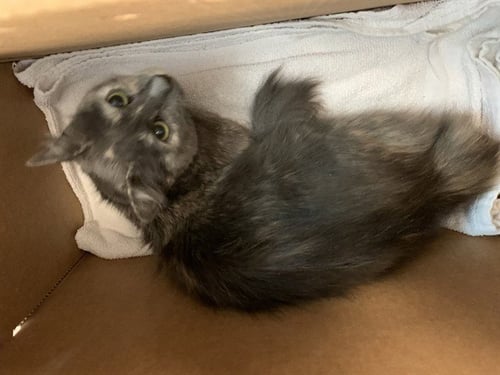 ELENA - Domestic Short Hair available for adoption