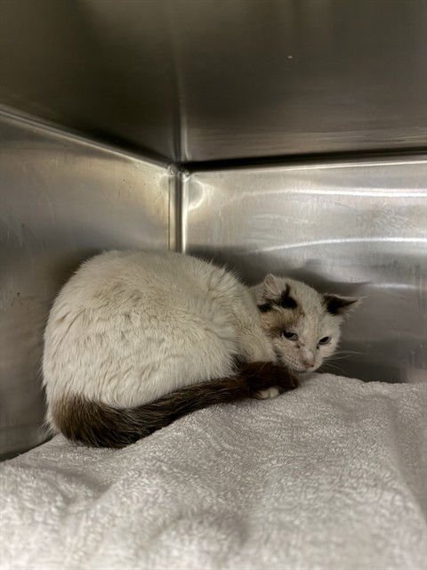 AMILEE - Domestic Short Hair available for adoption