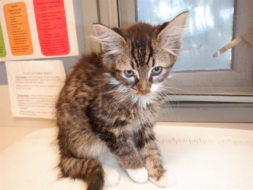 TOFFEE - Domestic Short Hair available for adoption