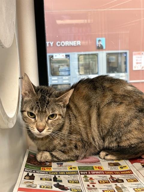CHRYSALIS - Domestic Short Hair available for adoption