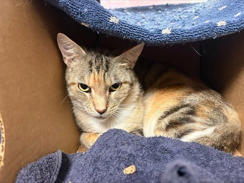 CHRYSALIS - Domestic Short Hair available for adoption