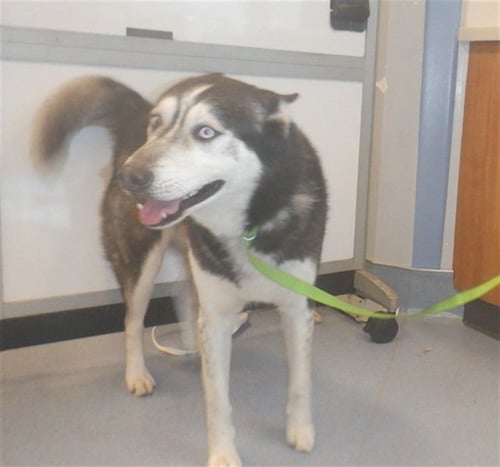 MARSHMELLOW - Siberian Husky available for adoption