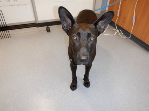 BAT - Labrador Retriever available for adoption