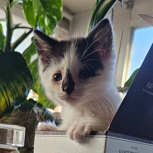 THEO - Domestic Short Hair available for adoption