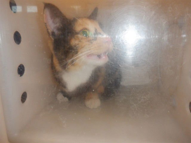 CRESSIDA - Domestic Short Hair available for adoption