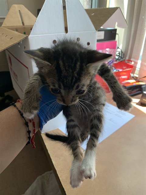 PEEWEE - Domestic Short Hair available for adoption