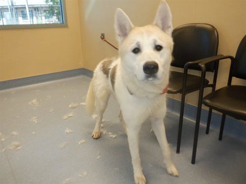 BALBOA - Akita available for adoption