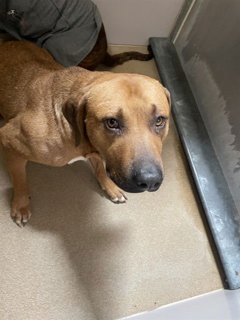 CASHEW - Labrador Retriever available for adoption