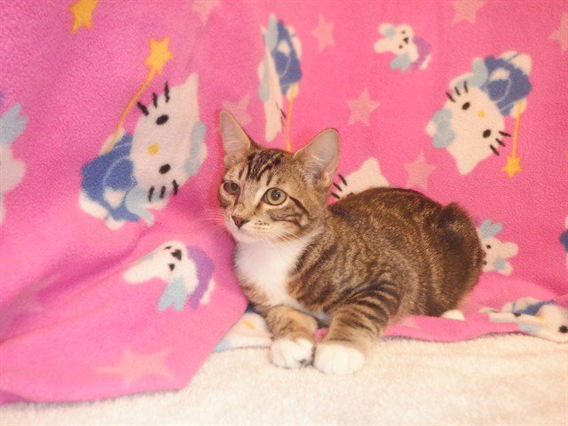 BUTTERBALL Image