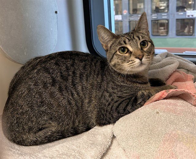 MARBLE - Domestic Short Hair available for adoption