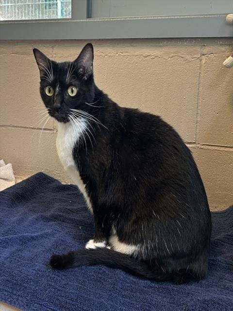 ASTRAL PLANE - Domestic Short Hair available for adoption