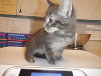 SPOOKIE - Photo 1
