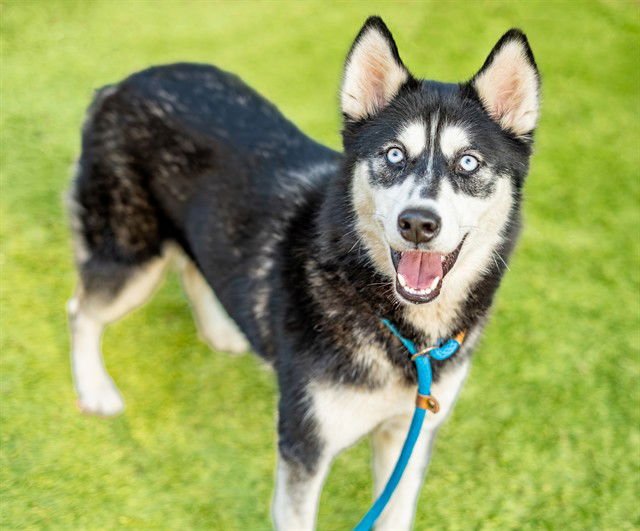 ELLIE - Siberian Husky available for adoption