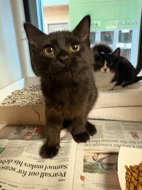 RAVEN - Domestic Medium Hair available for adoption