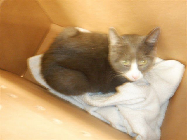 JULIAN - Domestic Short Hair available for adoption