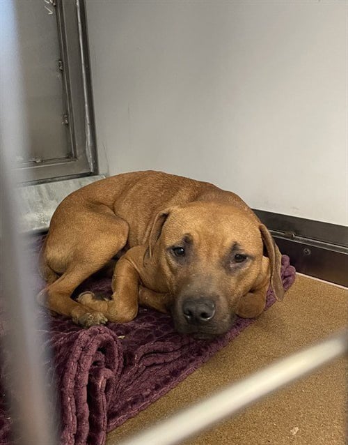 CHIVE - Pit Bull Terrier available for adoption