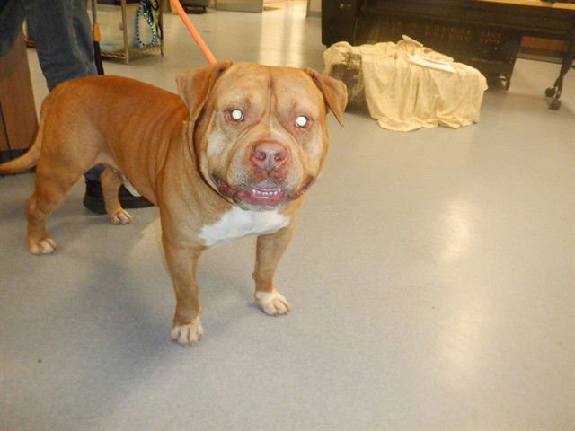 RED - Staffordshire Bull Terrier available for adoption