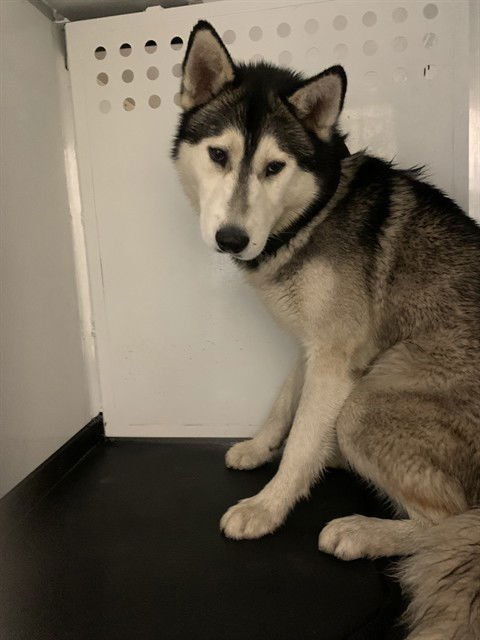 BANDIT - Husky available for adoption