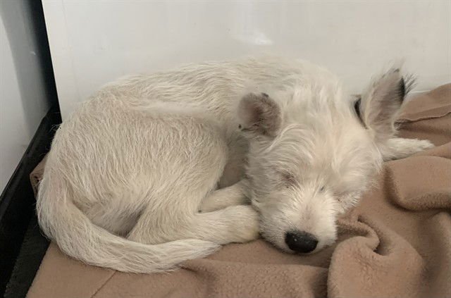 A1403525 - West Highland White Terrier Westie available for adoption