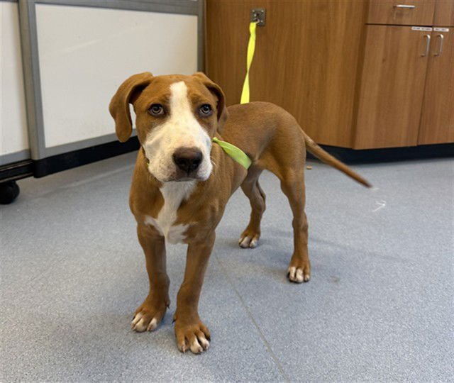 KEVIN - Rhodesian Ridgeback available for adoption