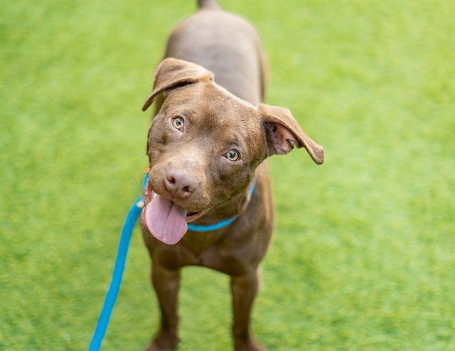 TOOTSIE ROLL - Pit Bull Terrier available for adoption