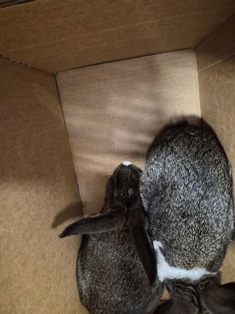 WALNUT - Dutch available for adoption