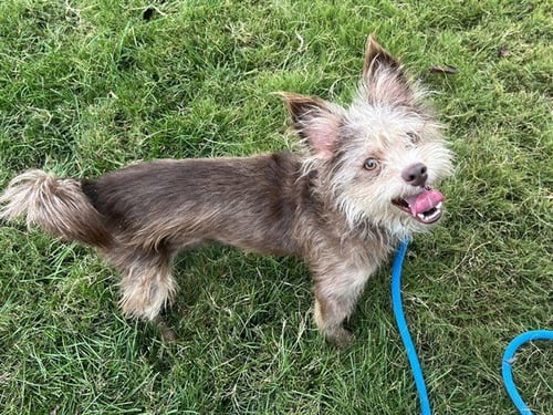 FOZZIE BEAR - Border Terrier available for adoption