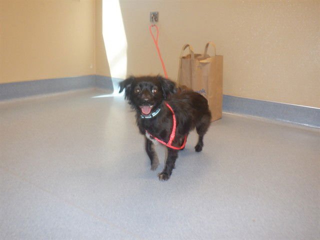 CHEWI - Chihuahua available for adoption