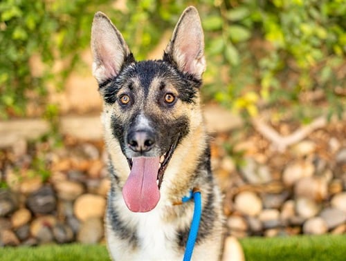 KIT-KAT - German Shepherd Dog available for adoption