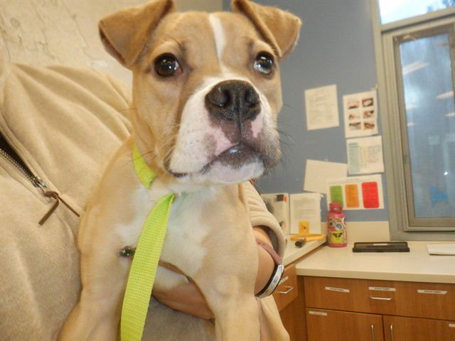 SHANNON - Pit Bull Terrier available for adoption