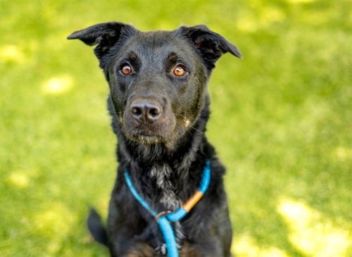 DEXTER - Labrador Retriever available for adoption