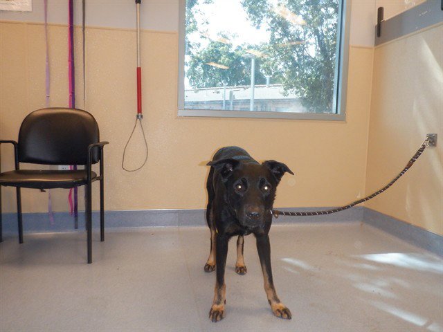 DEXTER Image