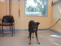 DEXTER - Photo 1