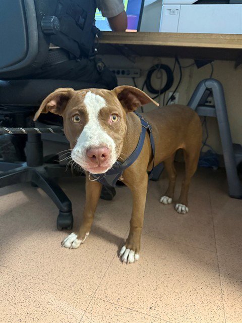 CHRISSY - Pit Bull Terrier available for adoption