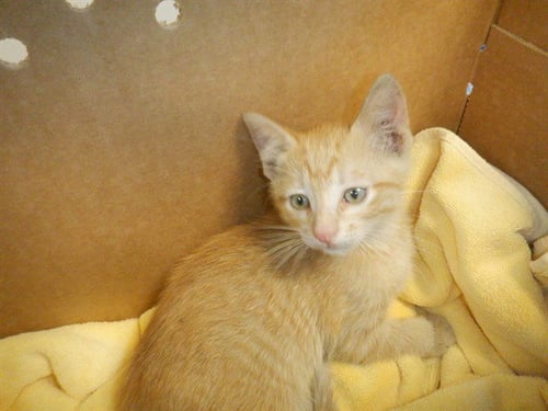 MALAKAI - Domestic Short Hair available for adoption