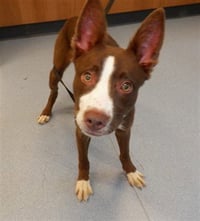 SCOUT - Photo 1