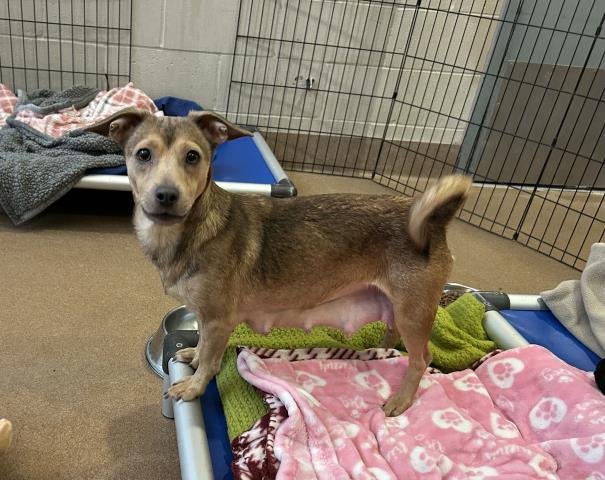 TALIA - Chihuahua available for adoption