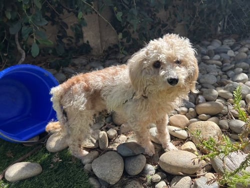 THE FUZZ - Poodle (Miniature) available for adoption