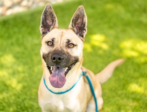 OAT - German Shepherd Dog / Husky available for adoption