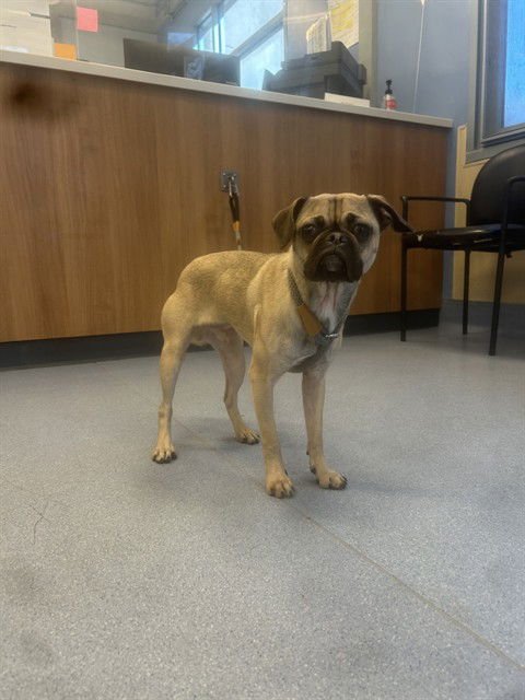 BAMBINO - Pug available for adoption