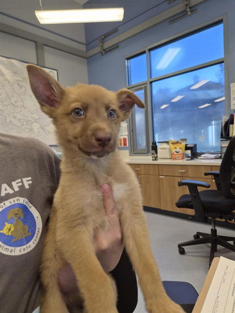 MARS - German Shepherd Dog / Husky available for adoption