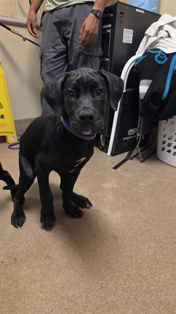 BRANDY - Cane Corso Mastiff available for adoption