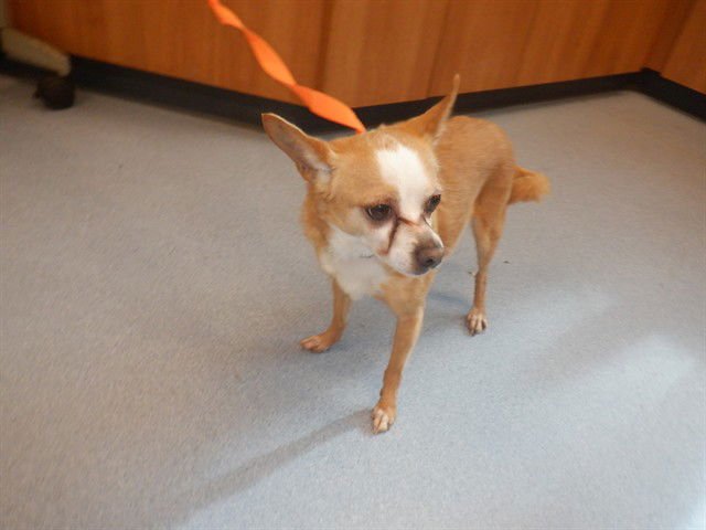 BUDDY - Chihuahua available for adoption