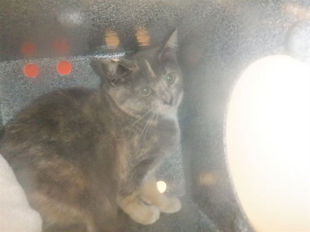 JULIA - Domestic Short Hair available for adoption