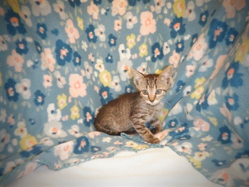 SALLY BROWN - Domestic Short Hair available for adoption