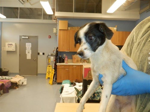 ROLLY POLLY - Norfolk Terrier available for adoption